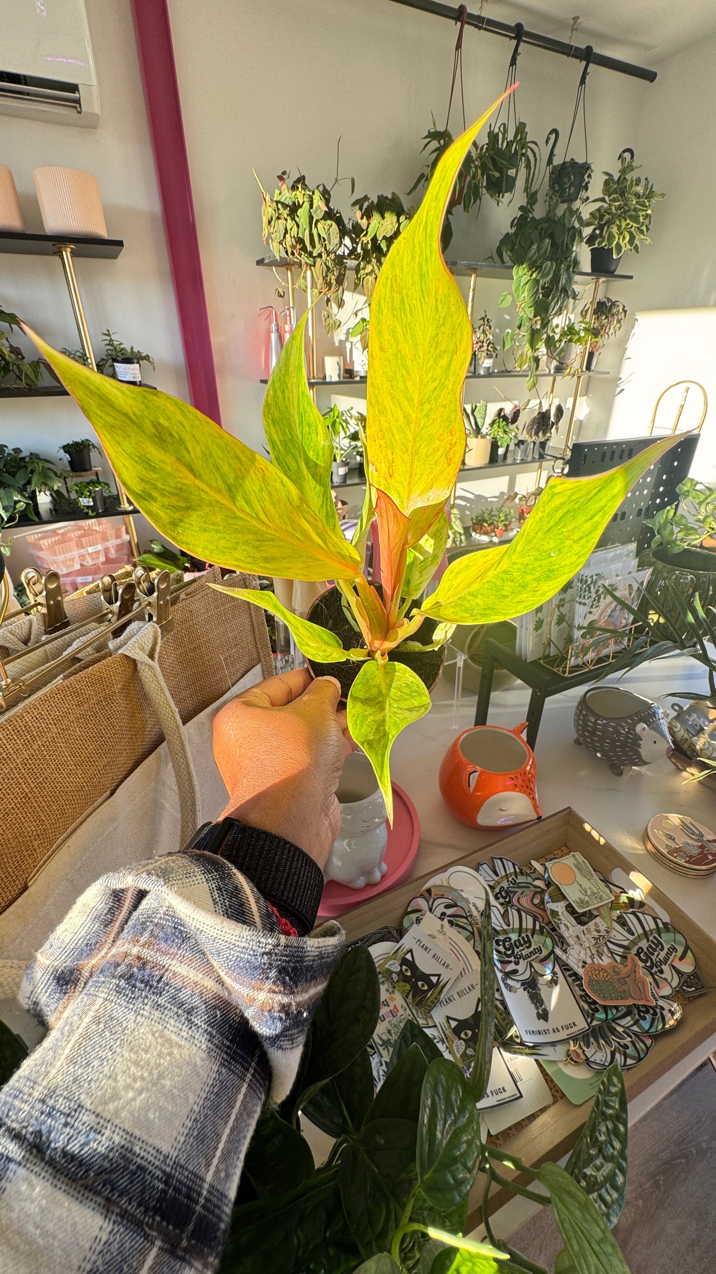 Philodendron Orange Marmalade