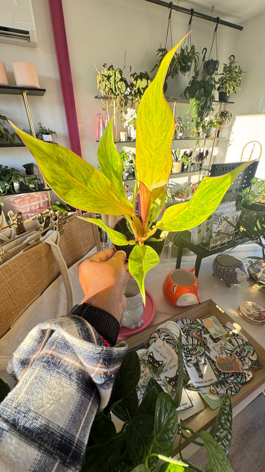 Philodendron Orange Marmalade