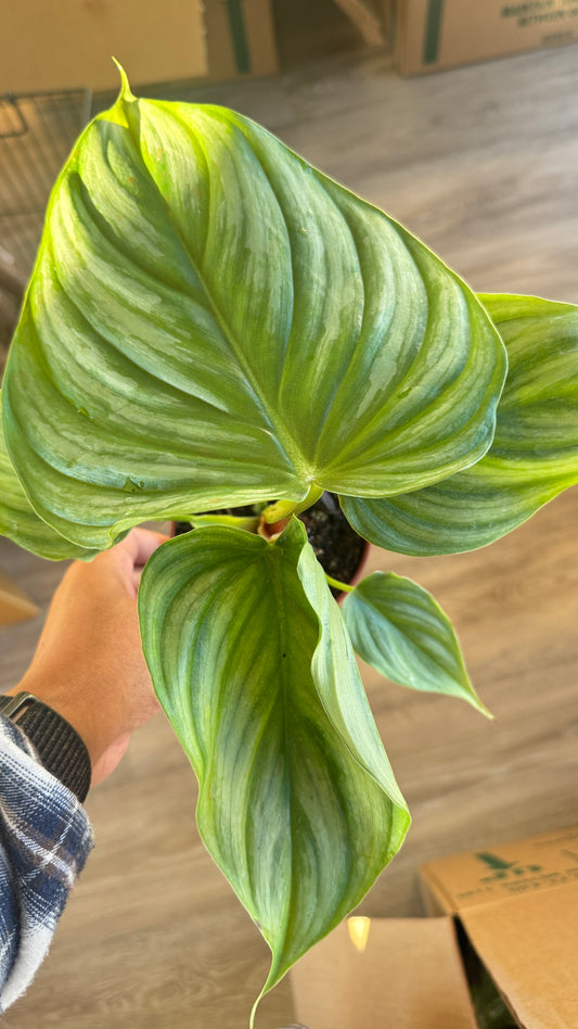 Philodendron Pastazum Silver