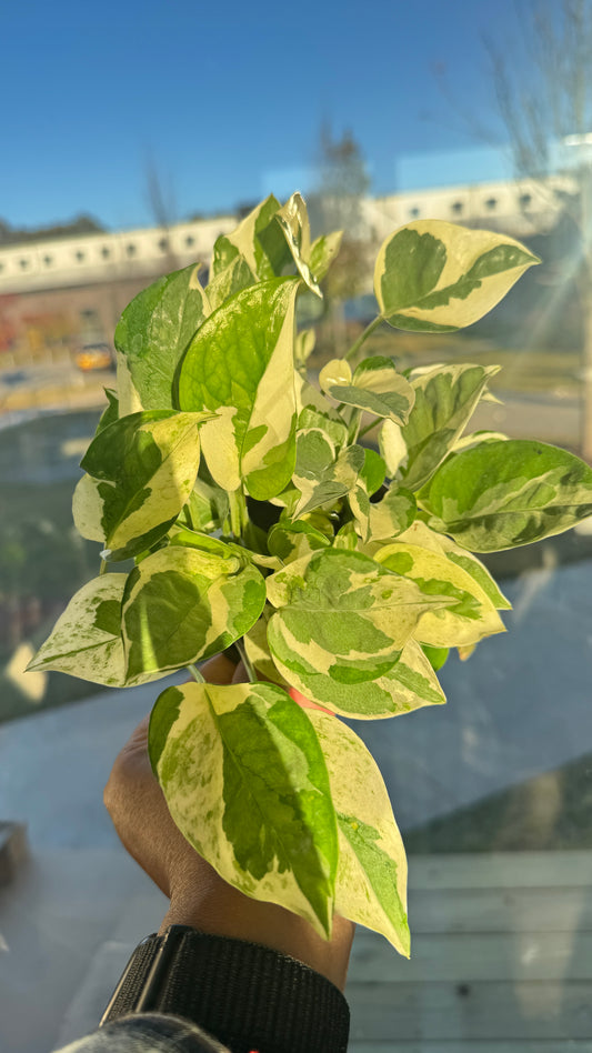 Pothos N'Joy