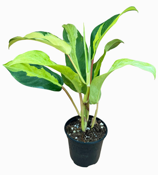 Philodendron Thai Sunrise 4 inch Grower Pot