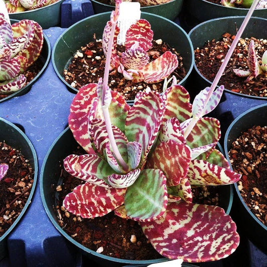 Kalanchoe humilis  Surprise' - 2" Grower Pot