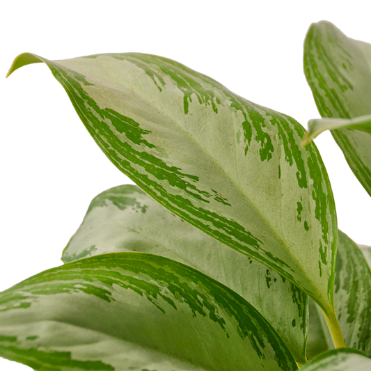 CH EVERGREEN SILVER BAY 4-inch