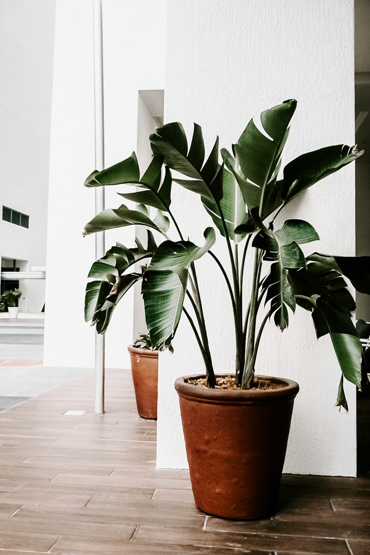 Plant Installation (Consultation)
