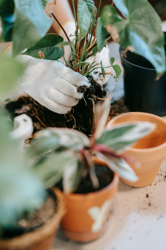 Houseplant Repotting *your location*